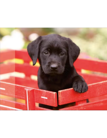 Sous-mains PP Kangaro 38x58cm dessin labrador noir