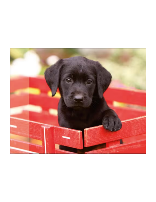 Sous-mains PP Kangaro 38x58cm dessin labrador noir