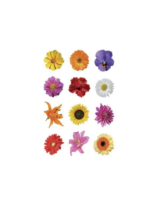 DECOR STICKER BONTE GERBERAS