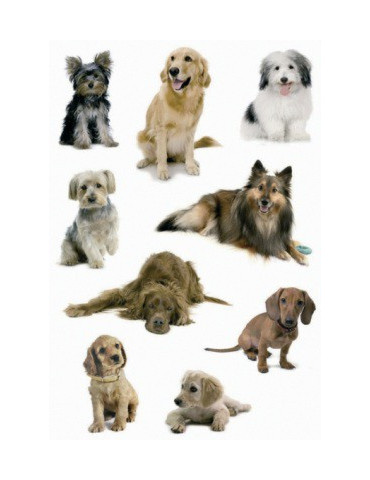 DECOR PHOTOS DE CHIENS