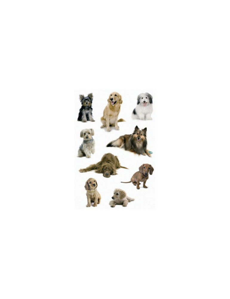 DECOR PHOTOS DE CHIENS