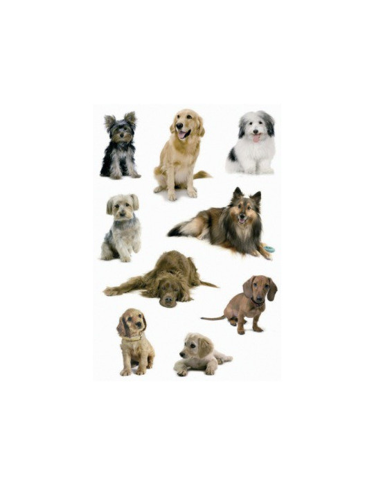 DECOR PHOTOS DE CHIENS