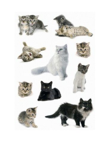 DECOR PHOTOS DE CHATS