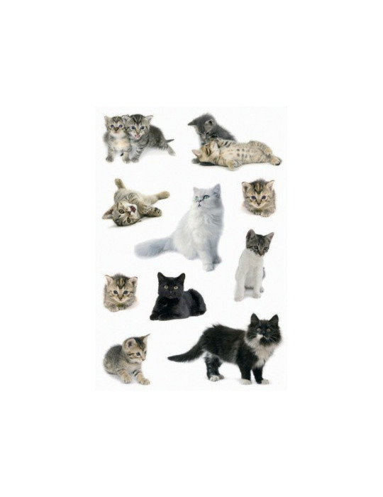 DECOR PHOTOS DE CHATS